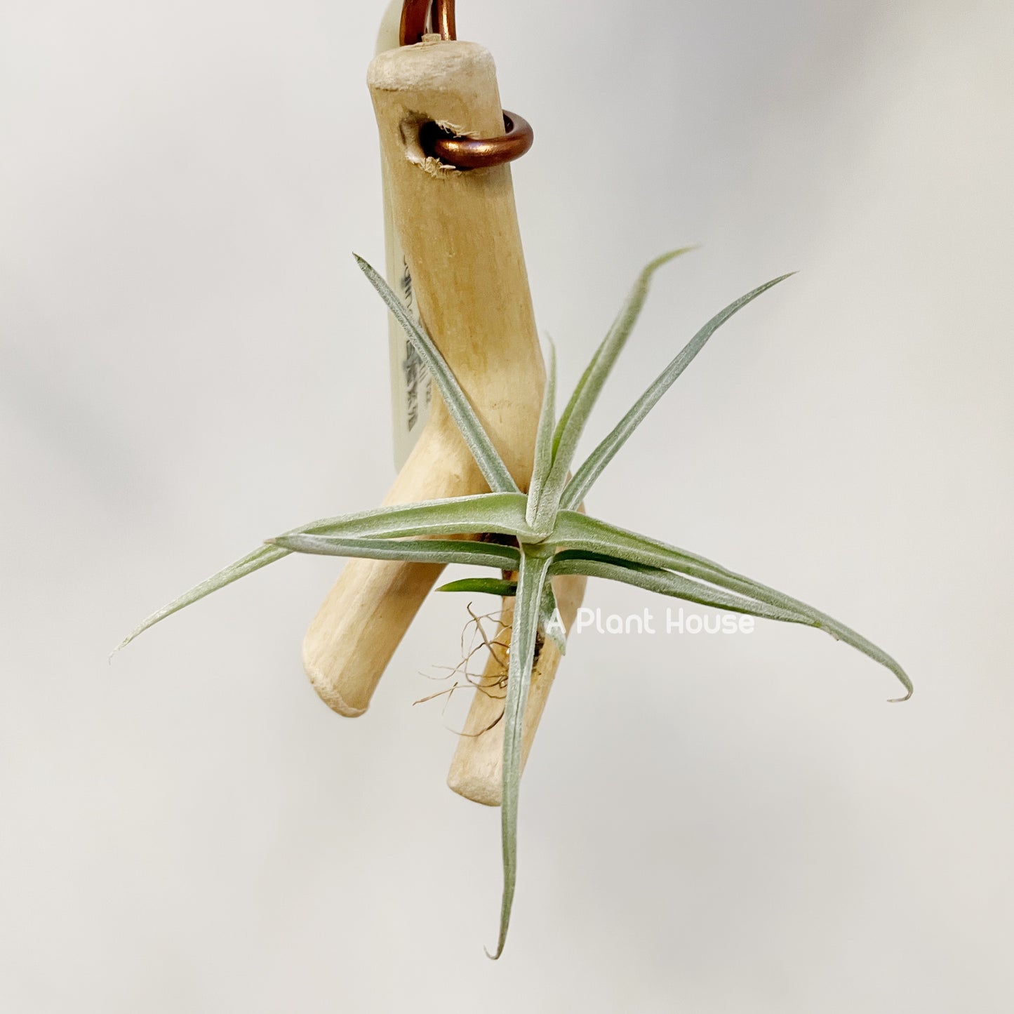 Tillandsia Duratii