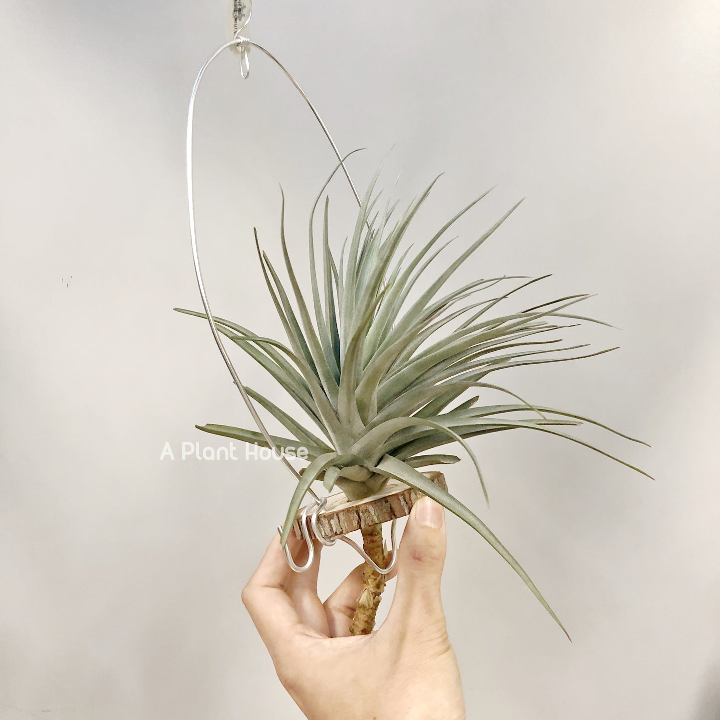 Tillandsia Ioxioides X Gardneri