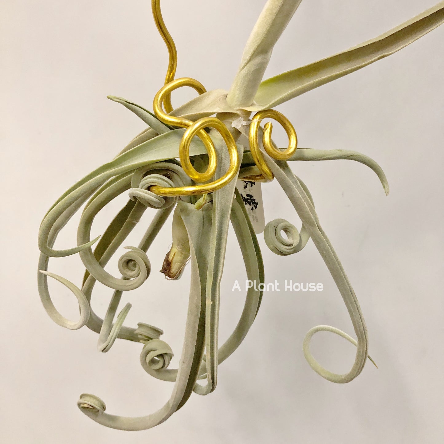 Tillandsia Duratii Thick Leaf