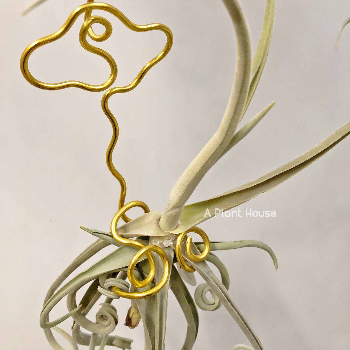 Tillandsia Duratii Thick Leaf