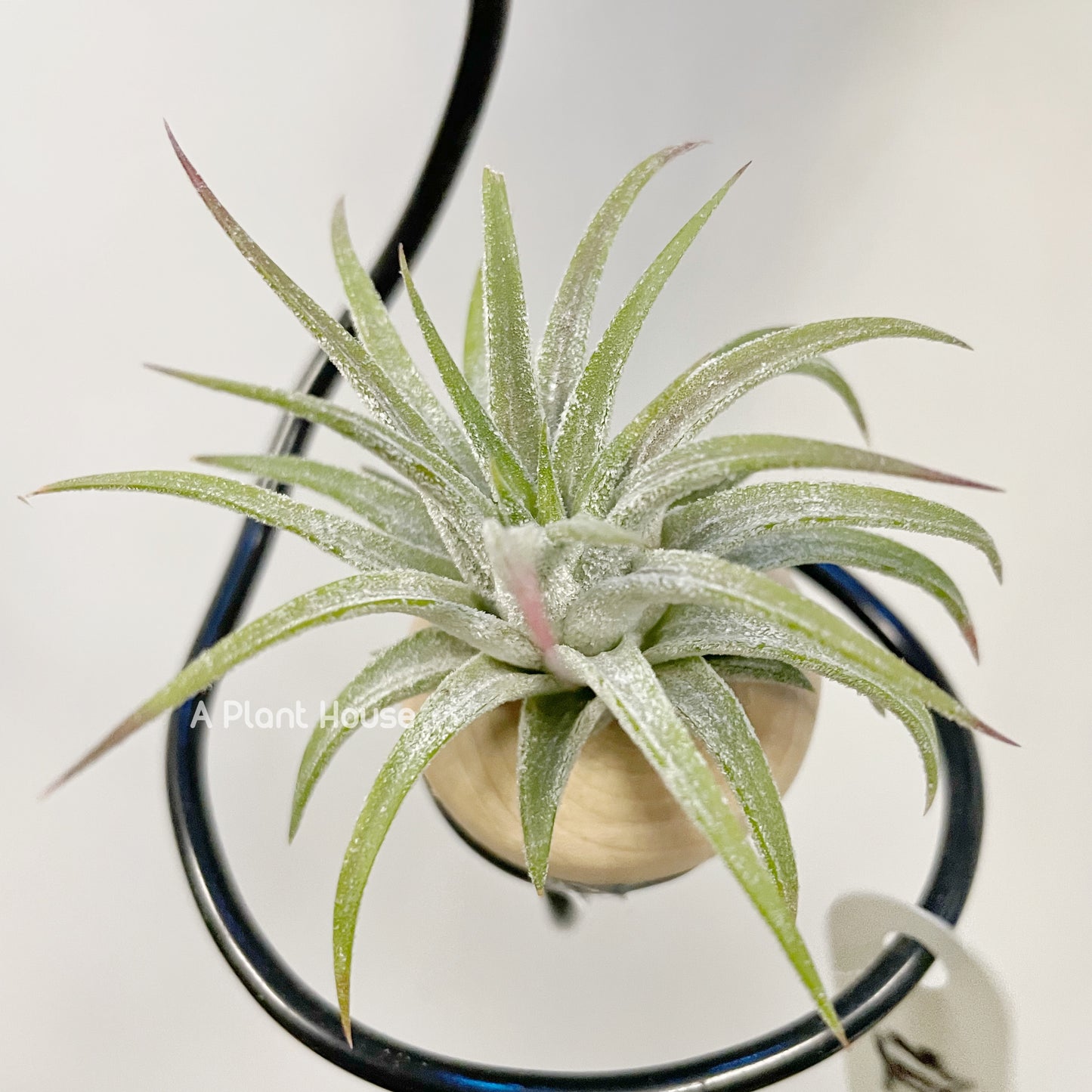 Tillandsia Ionantha 'Apretado’