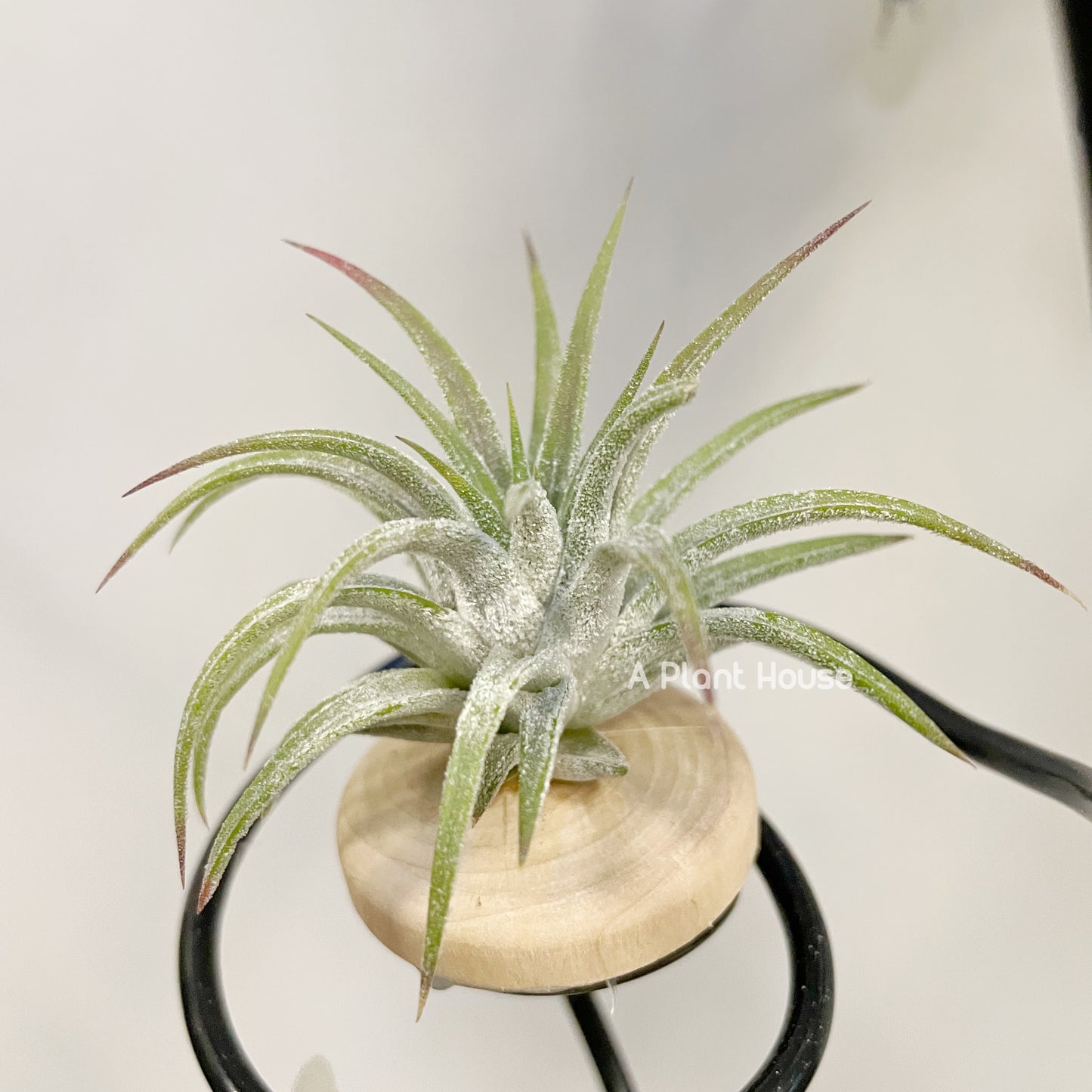 Tillandsia Ionantha 'Apretado’