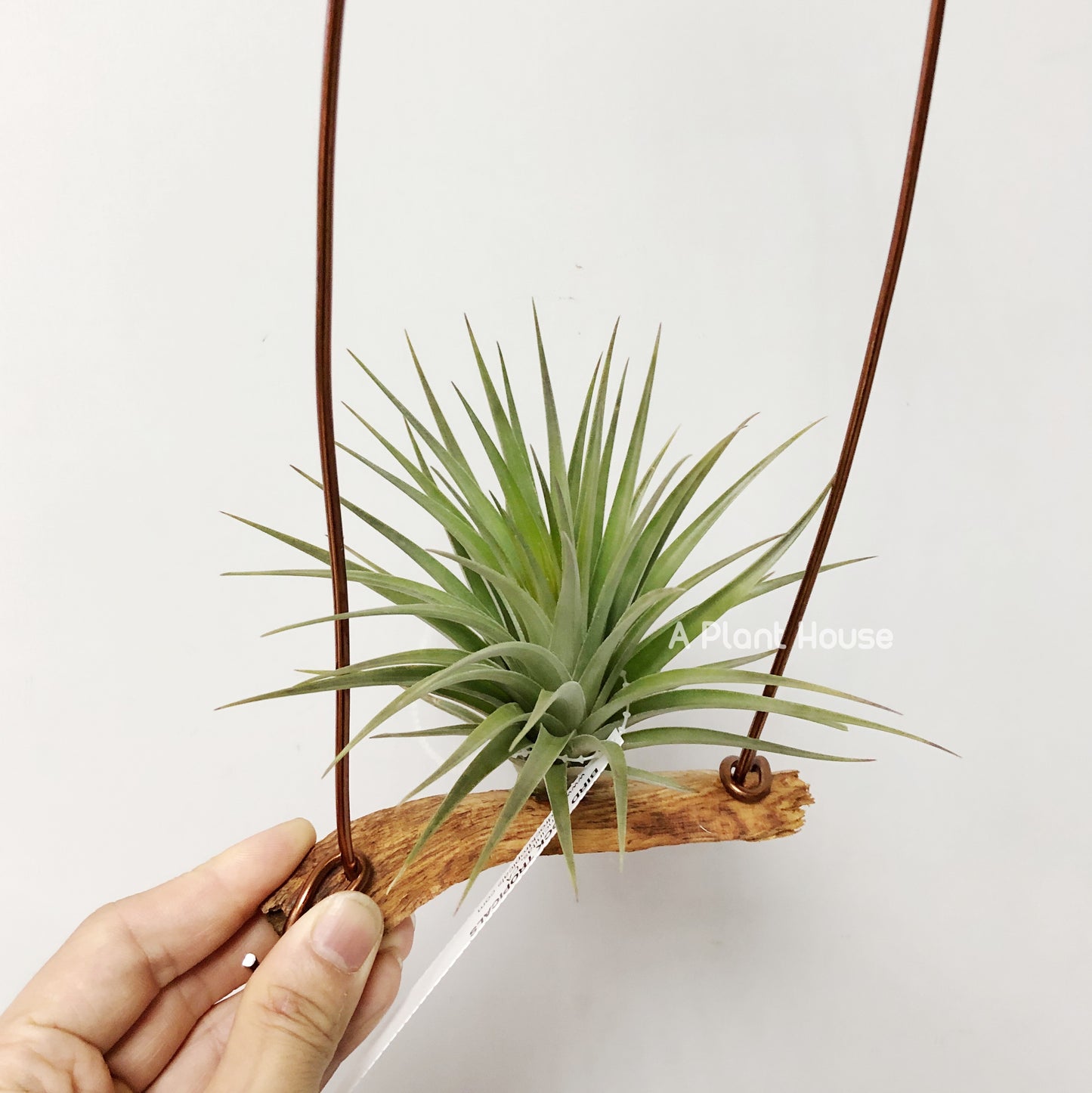 Tillandsia Vernicosa