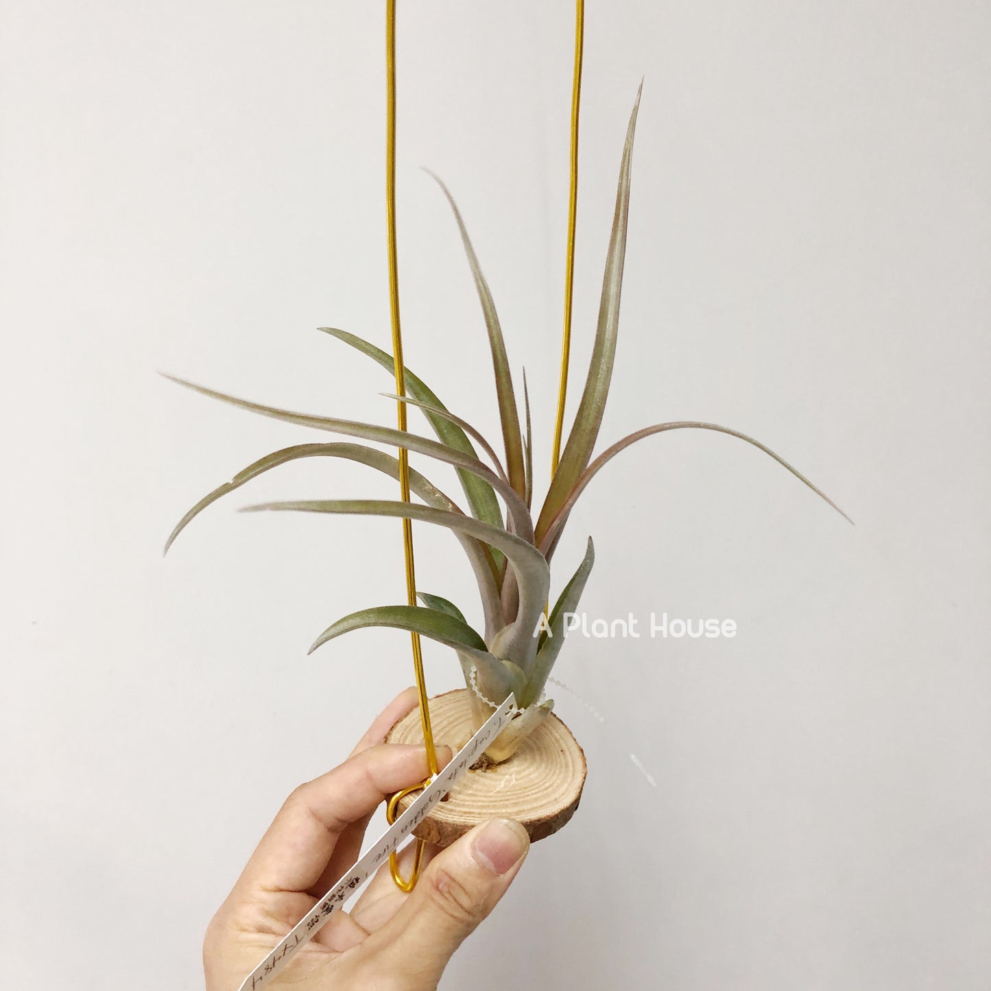 Tillandsia Capitata 'Golden Fire'