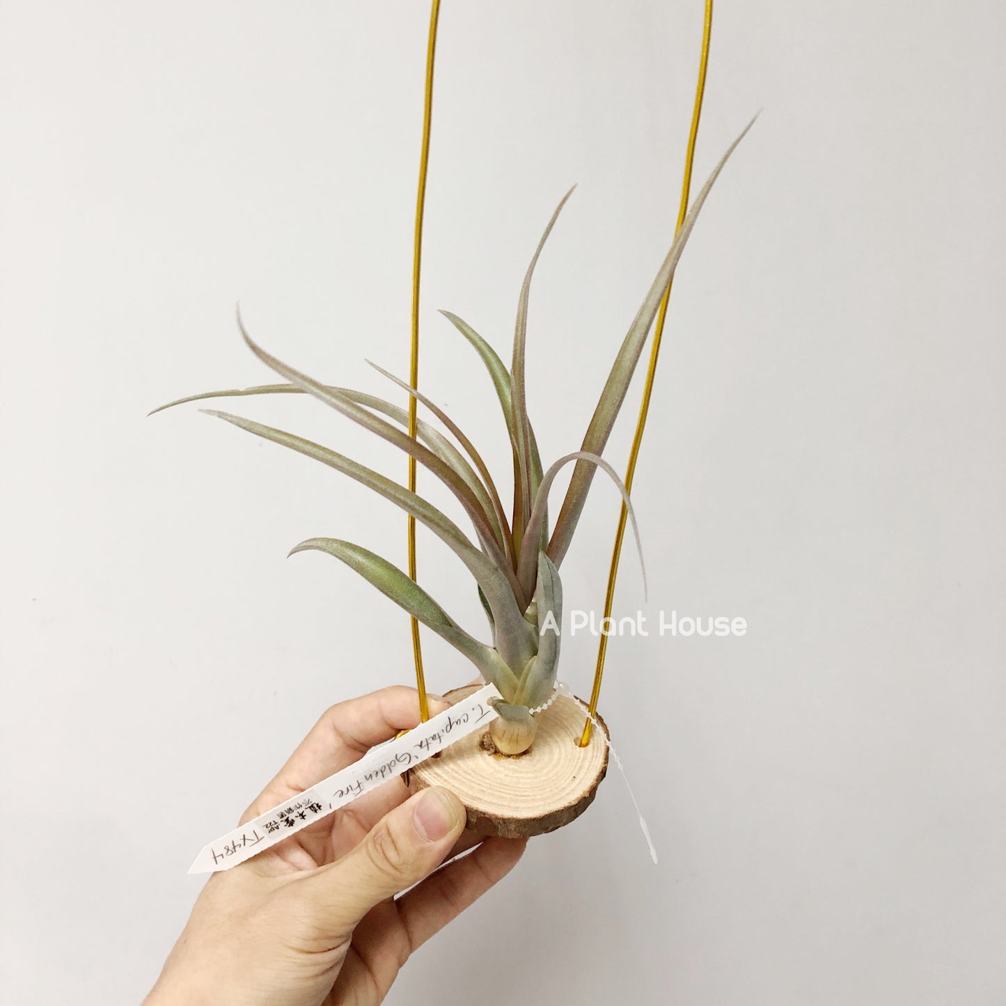 Tillandsia Capitata 'Golden Fire'