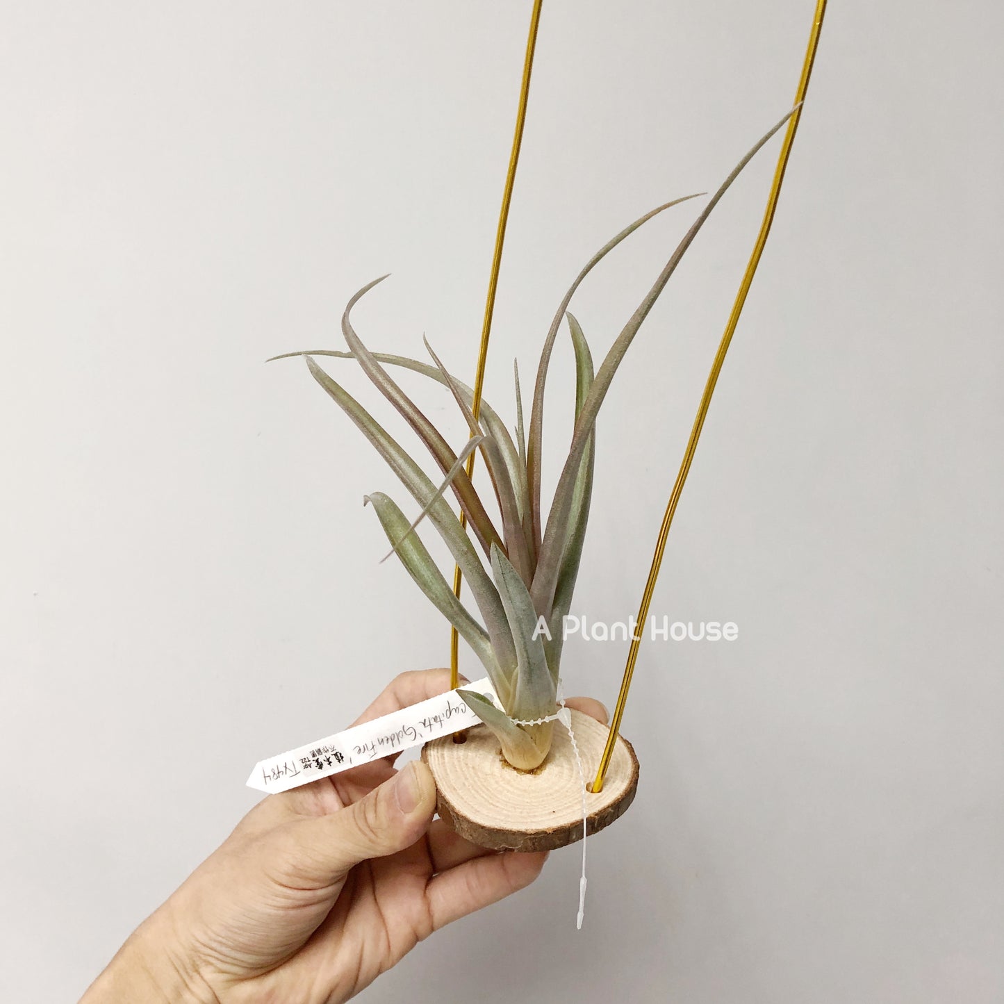 Tillandsia Capitata 'Golden Fire'