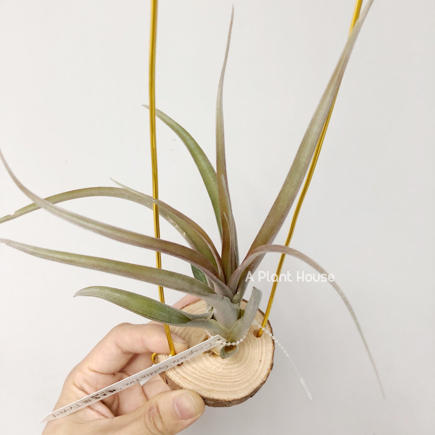 Tillandsia Capitata 'Golden Fire'