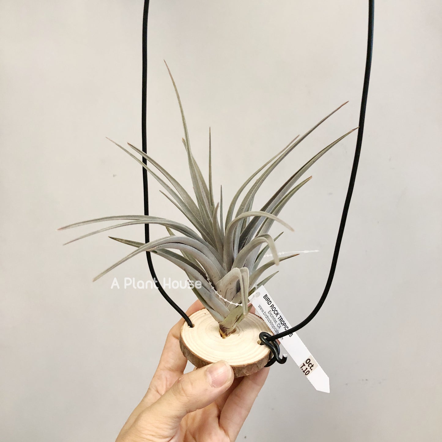 Tillandsia Vernicosa Giant Clone