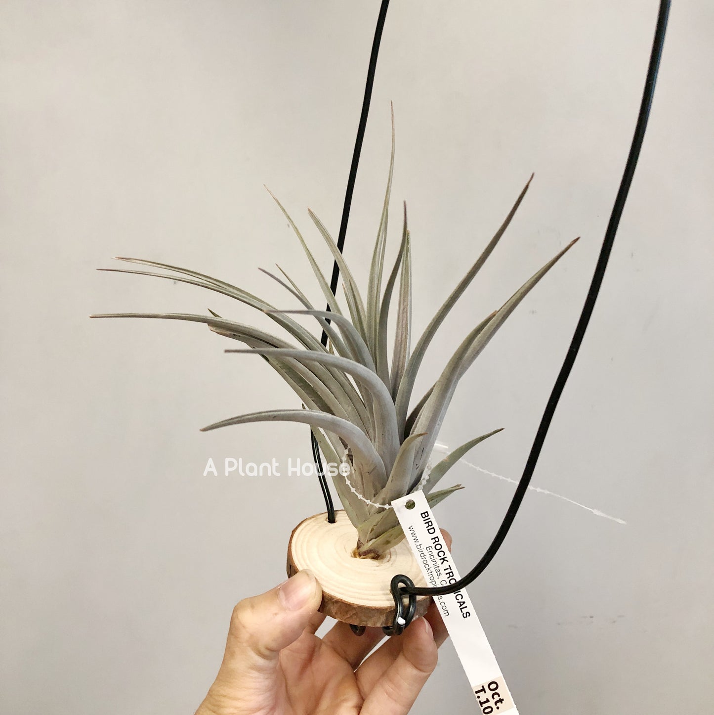 Tillandsia Vernicosa Giant Clone