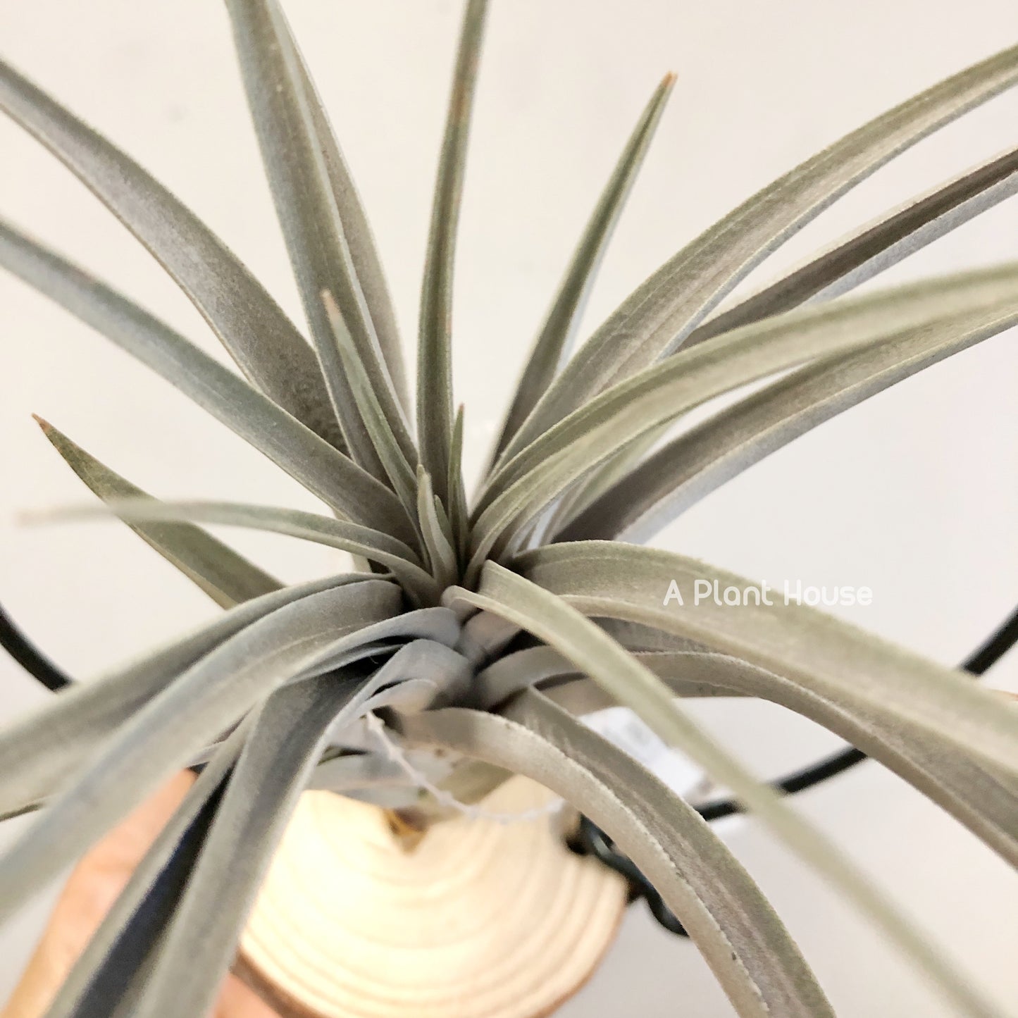 Tillandsia Vernicosa Giant Clone