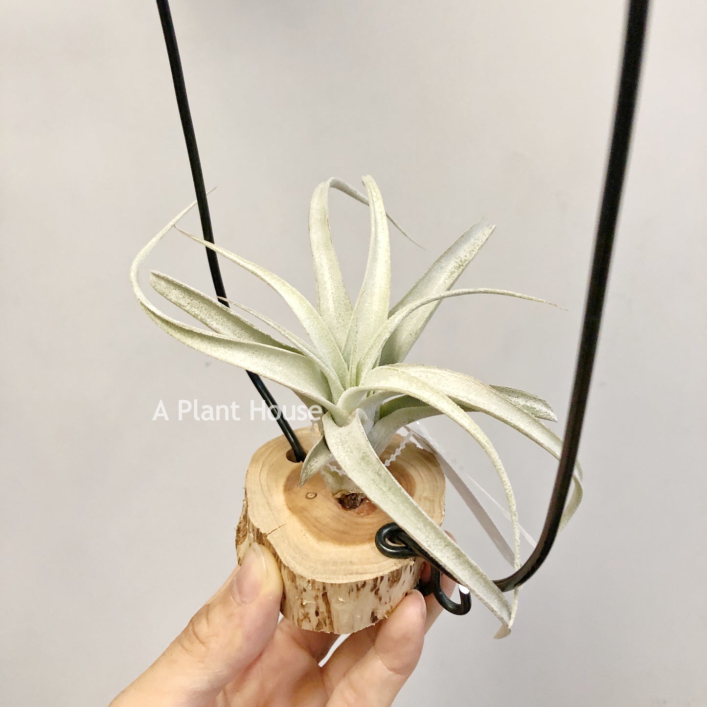 Tillandsia Chiapensis Hybrid’RL’