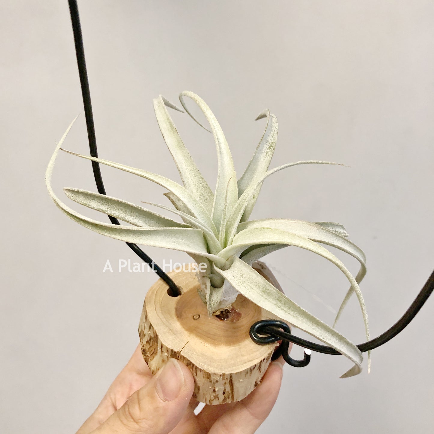 Tillandsia Chiapensis Hybrid’RL’