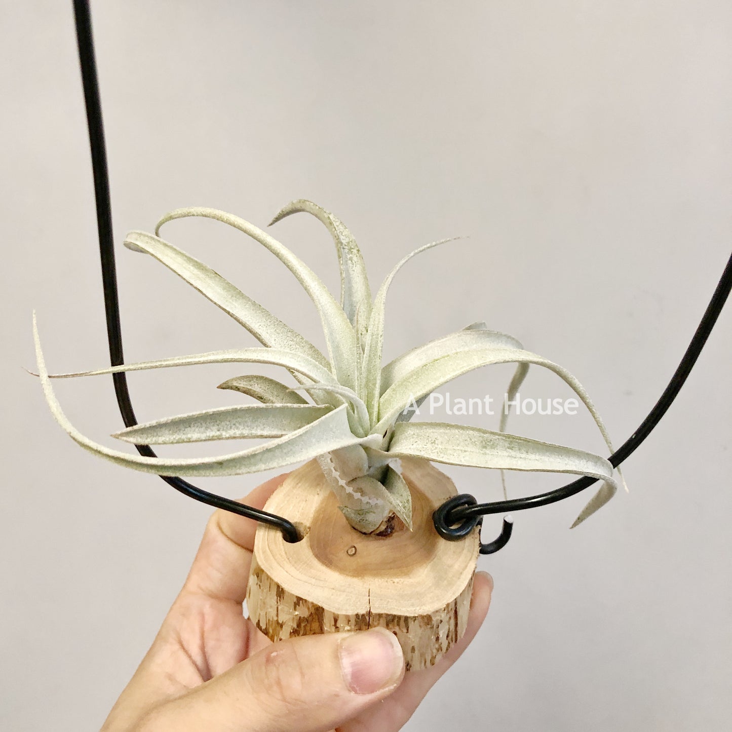 Tillandsia Chiapensis Hybrid’RL’