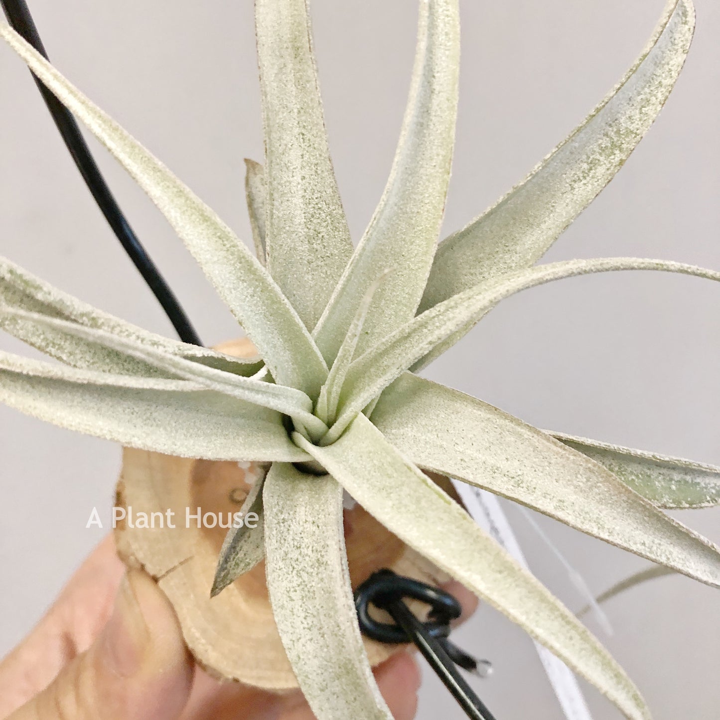 Tillandsia Chiapensis Hybrid’RL’