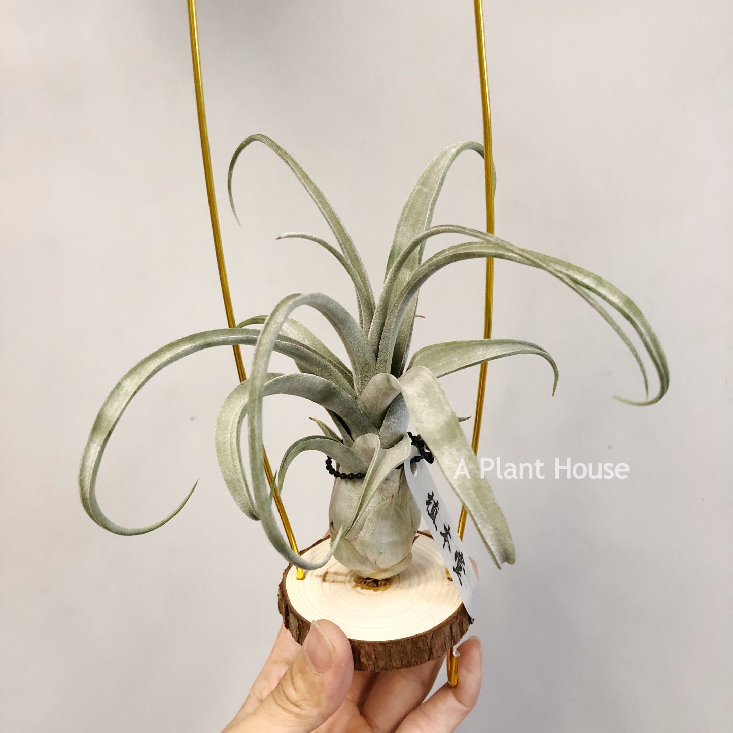 Tillandsia Blushing Giant