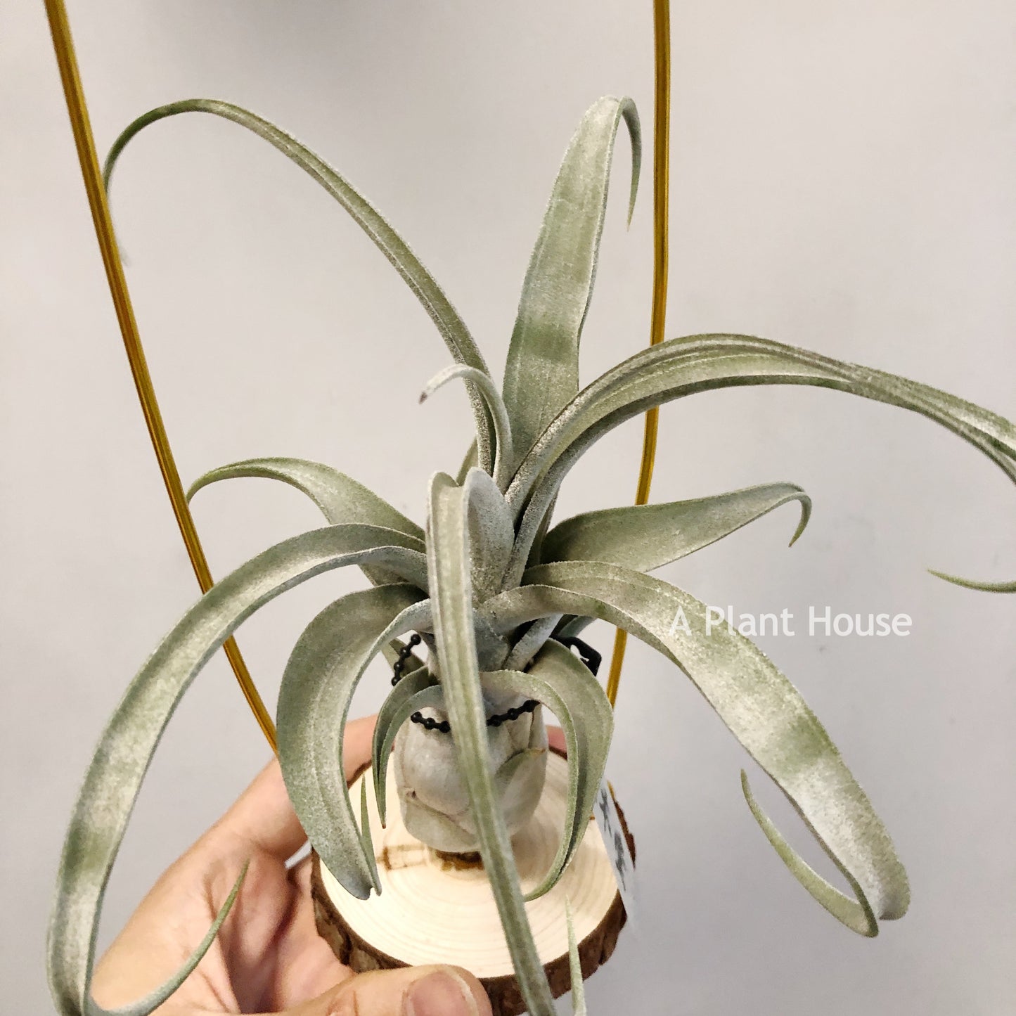 Tillandsia Blushing Giant