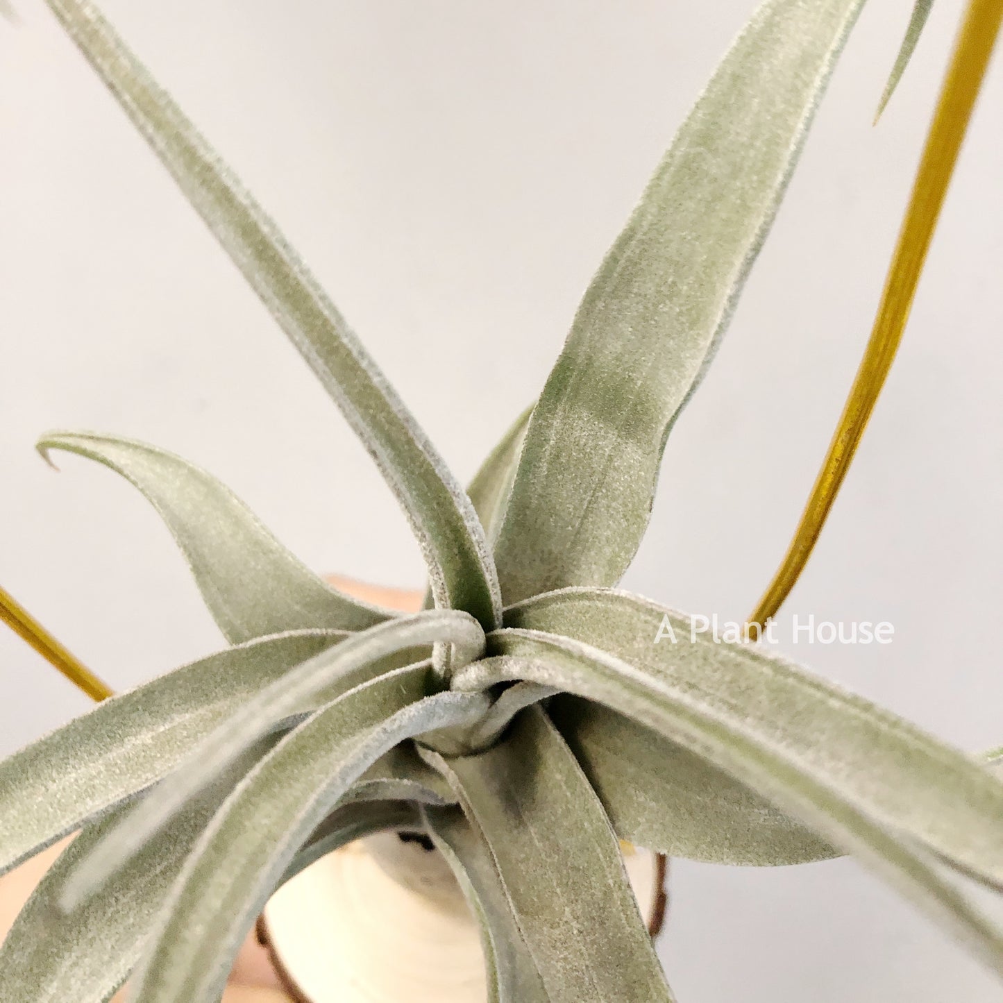 Tillandsia Blushing Giant