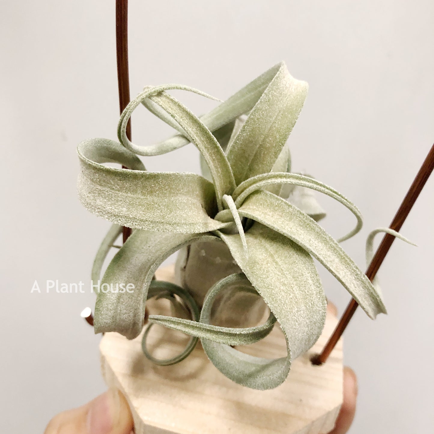 Tillandsia The Great White