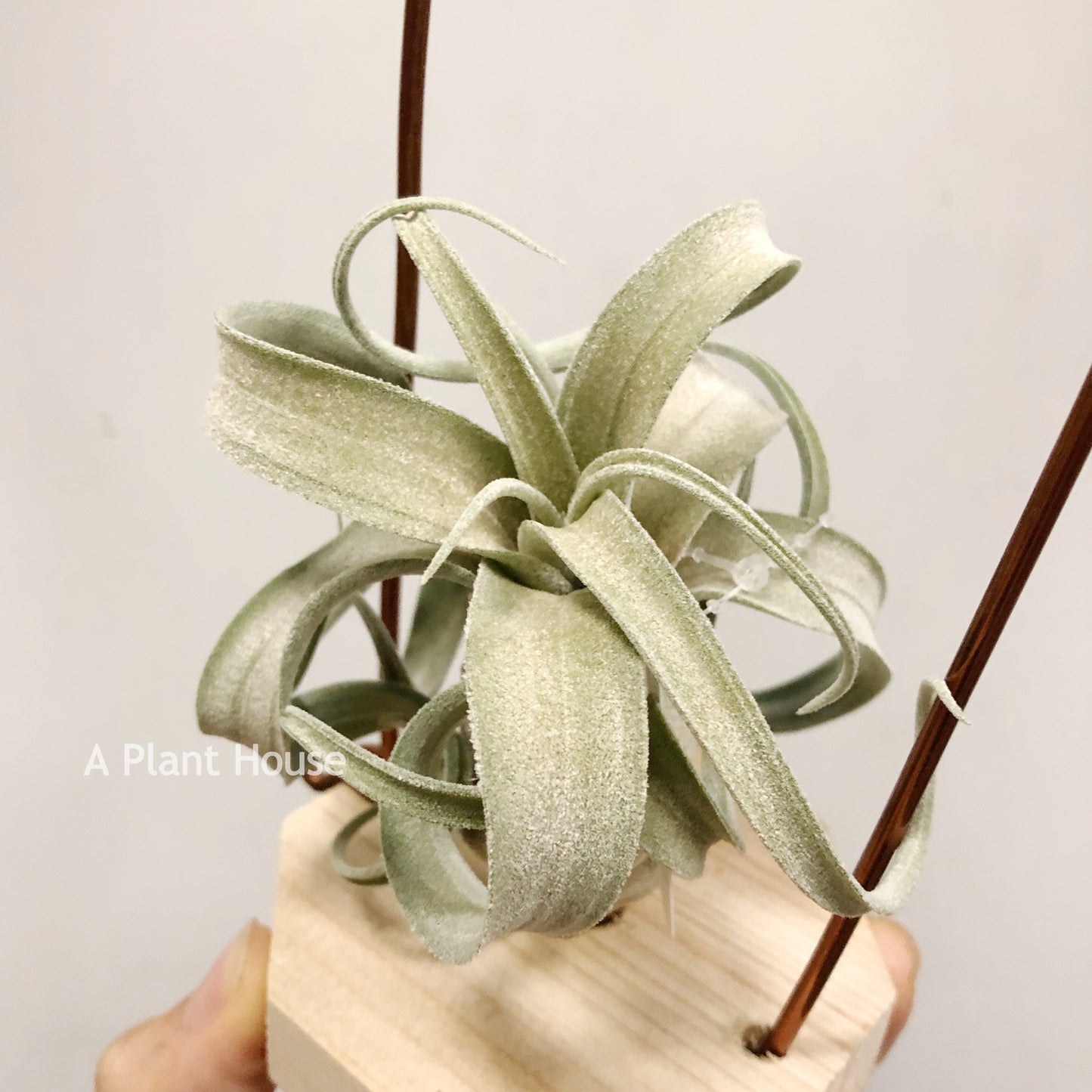 Tillandsia The Great White