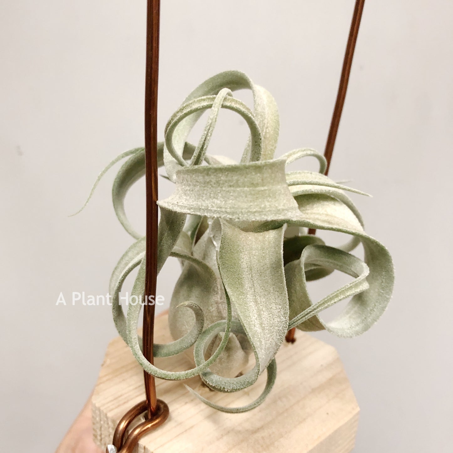 Tillandsia The Great White