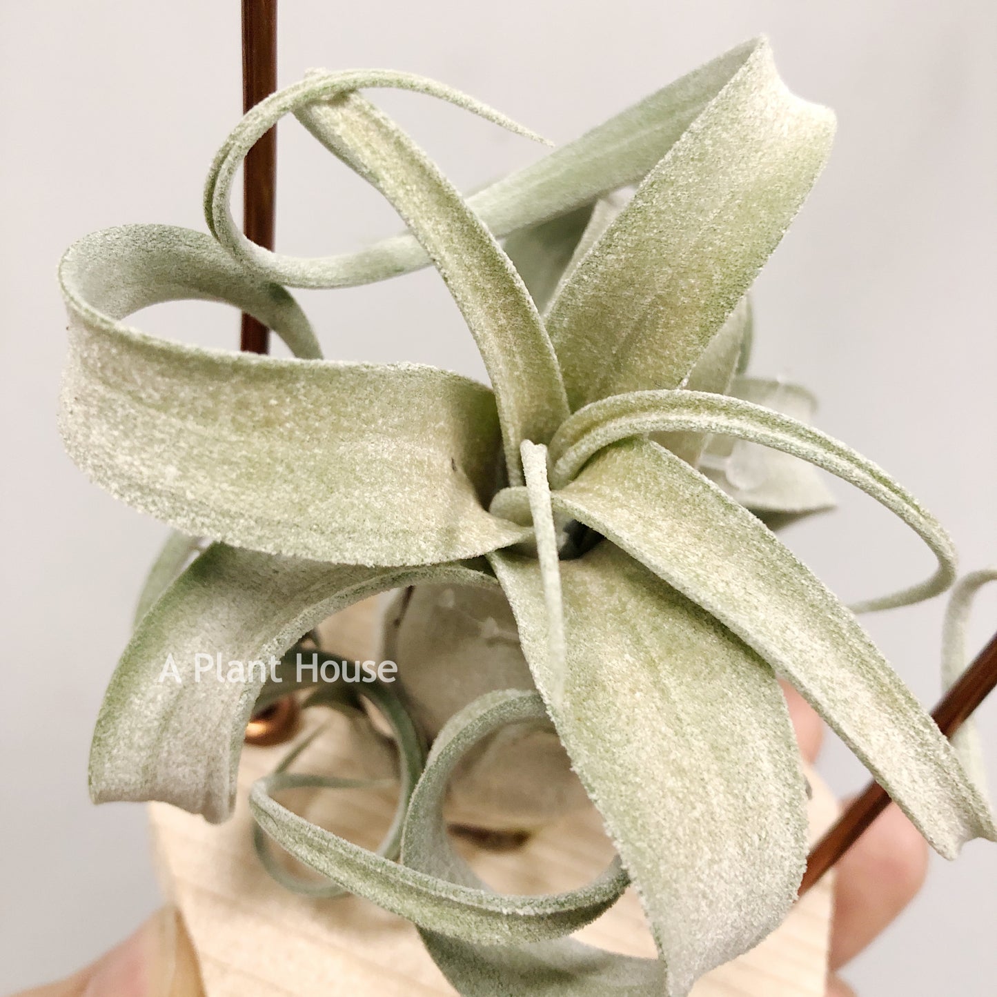 Tillandsia The Great White