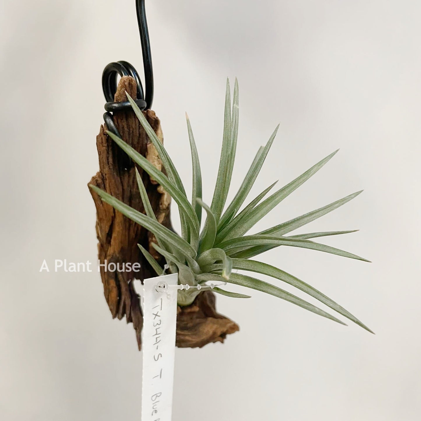 Tillandsia Blue Bells