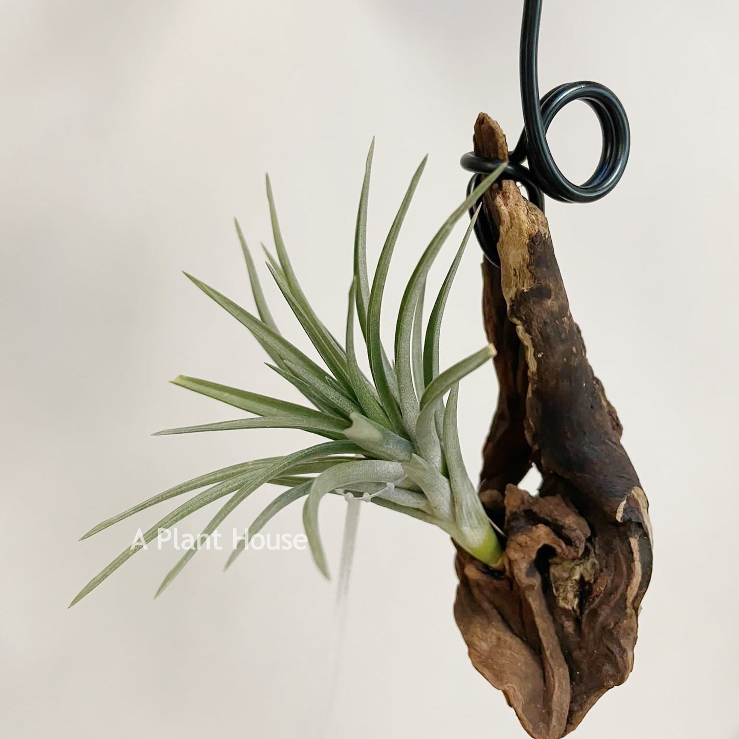 Tillandsia Blue Bells