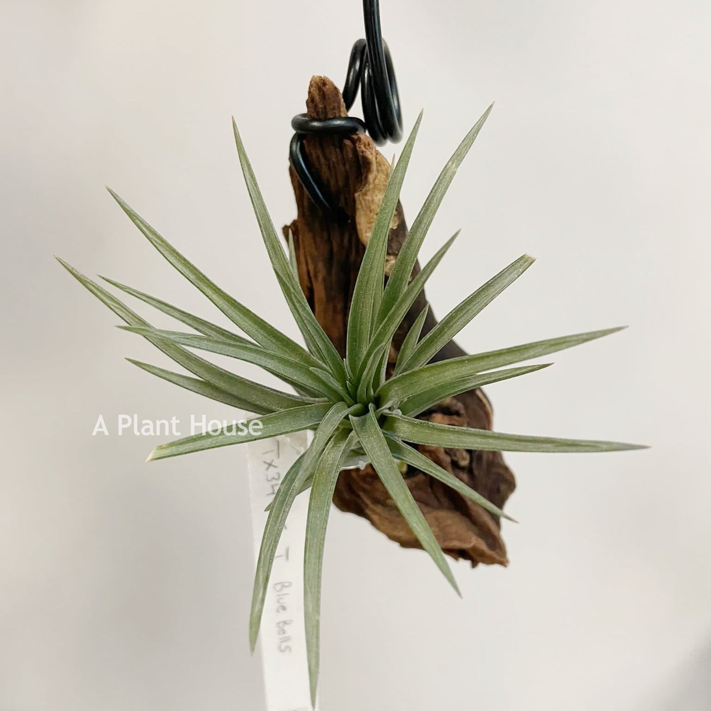 Tillandsia Blue Bells