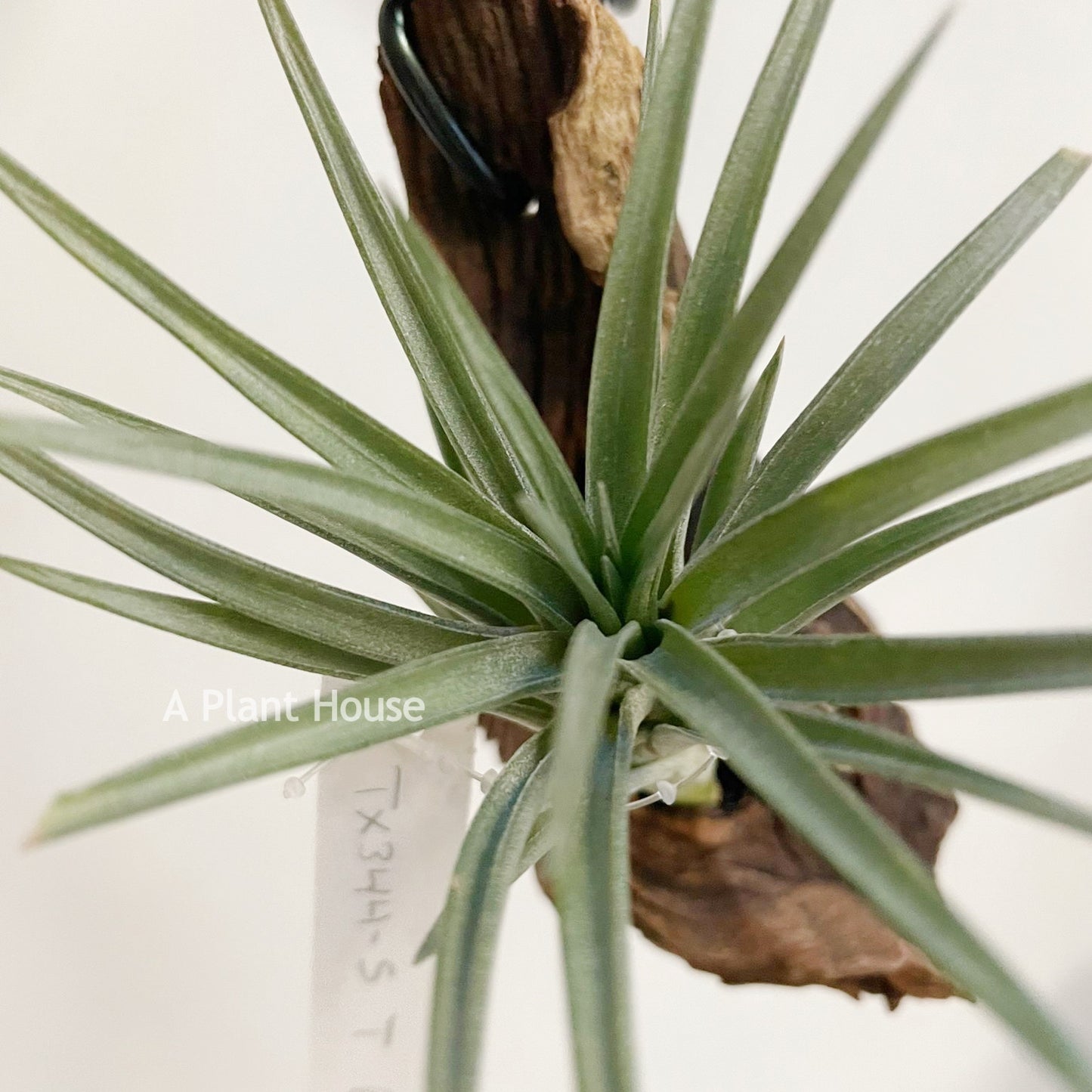 Tillandsia Blue Bells