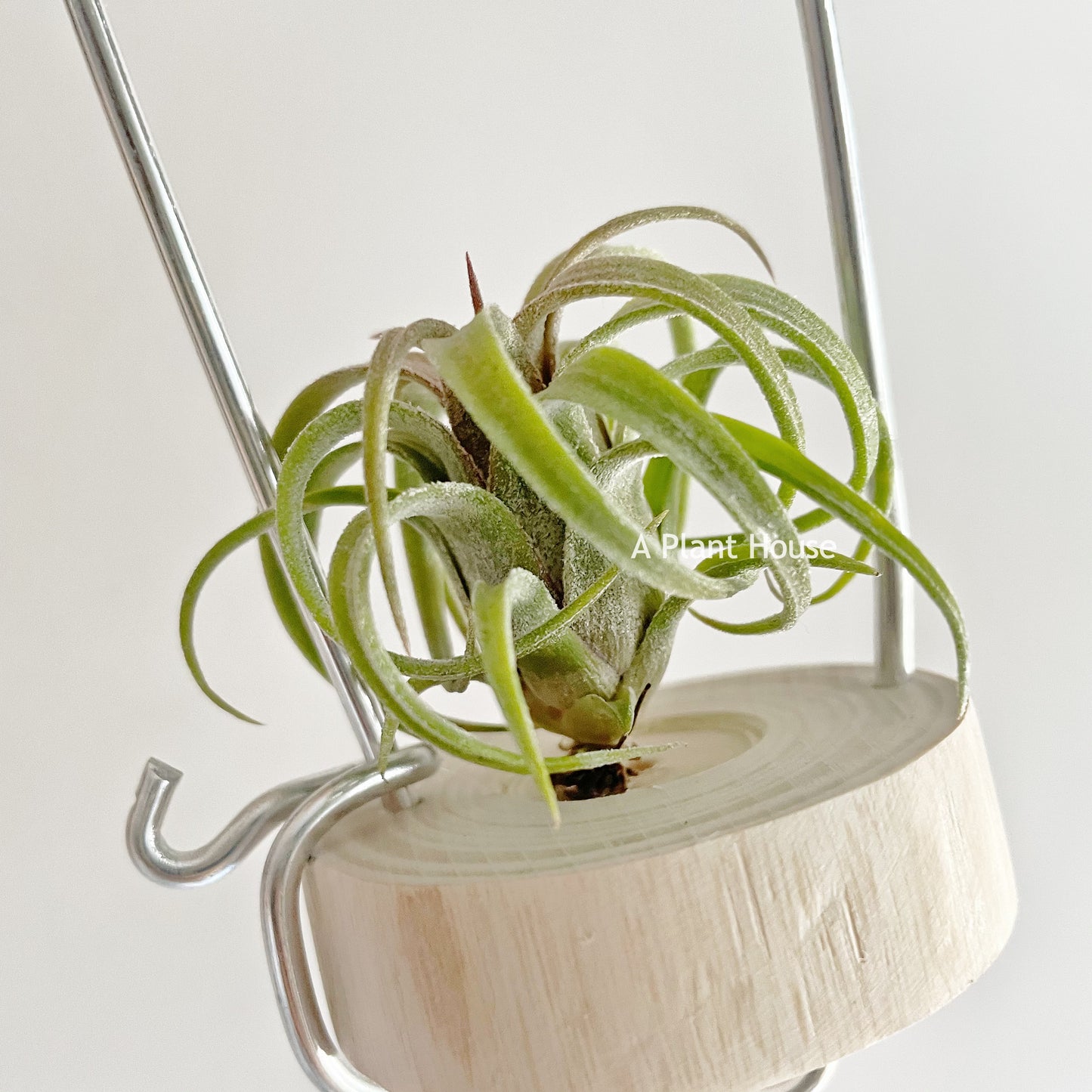 Tillandsia Curly Slim x Ionantha Ron