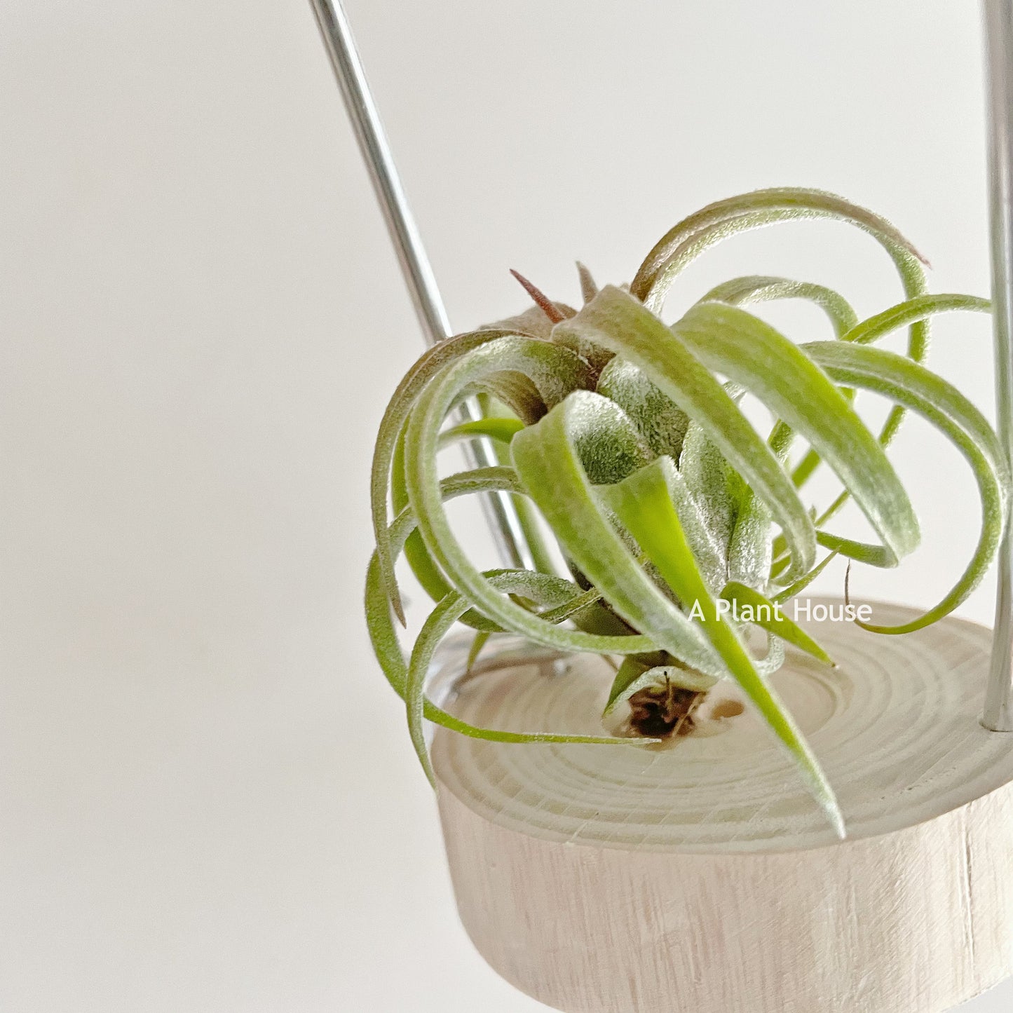 Tillandsia Curly Slim x Ionantha Ron