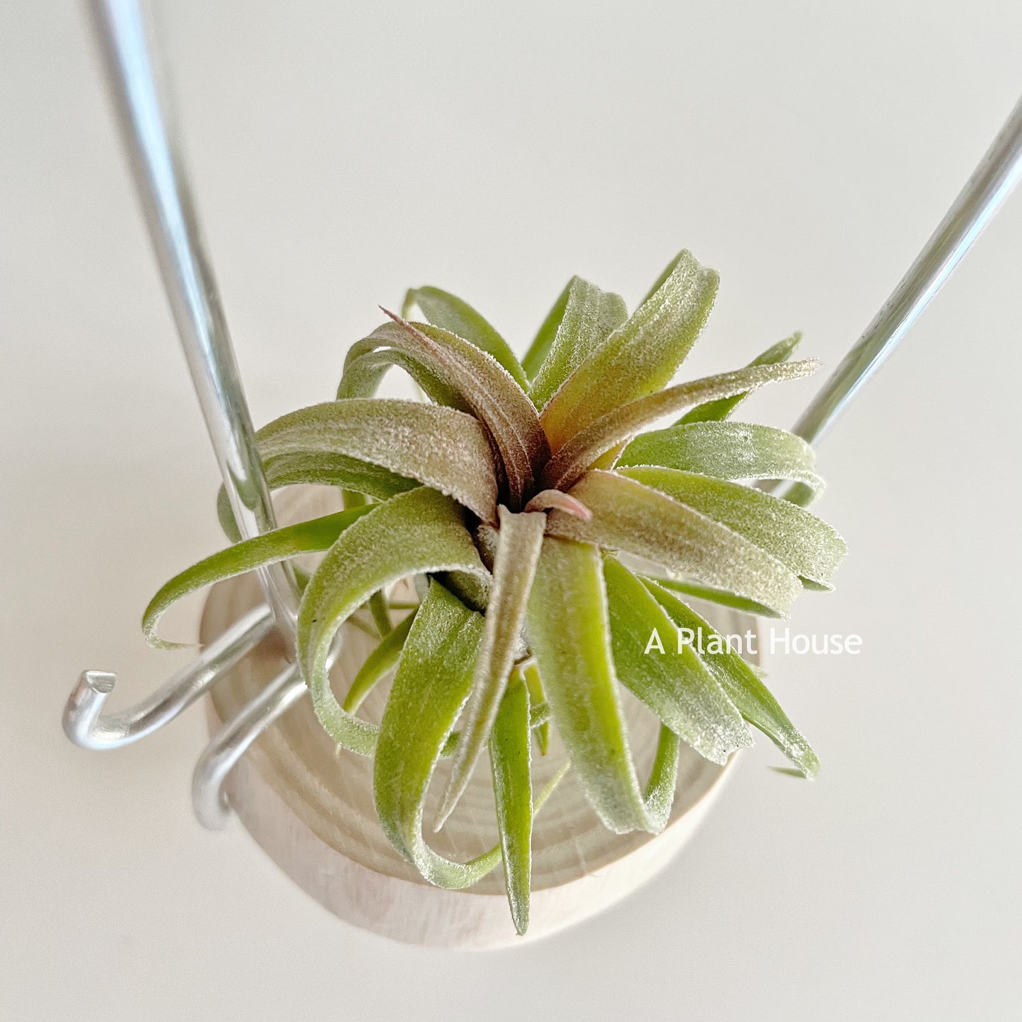 Tillandsia Curly Slim x Ionantha Ron