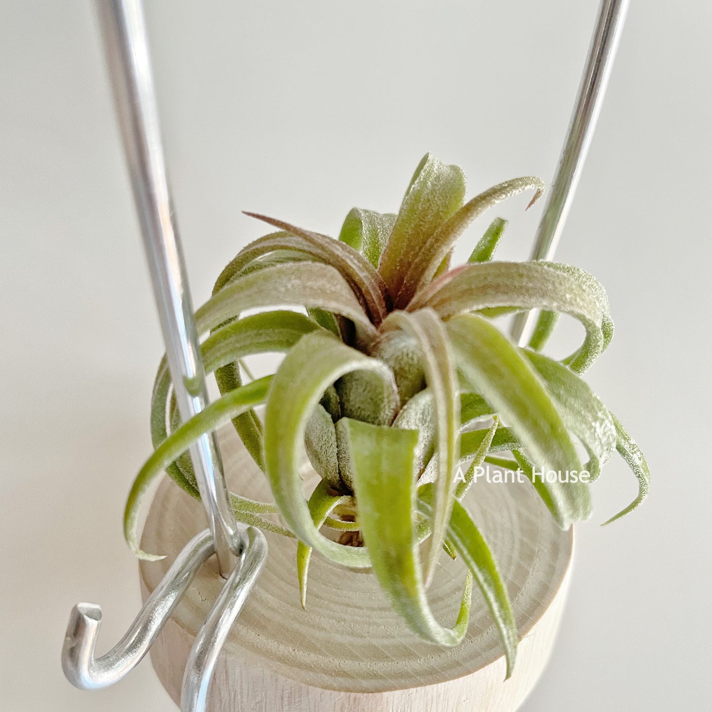 Tillandsia Curly Slim x Ionantha Ron