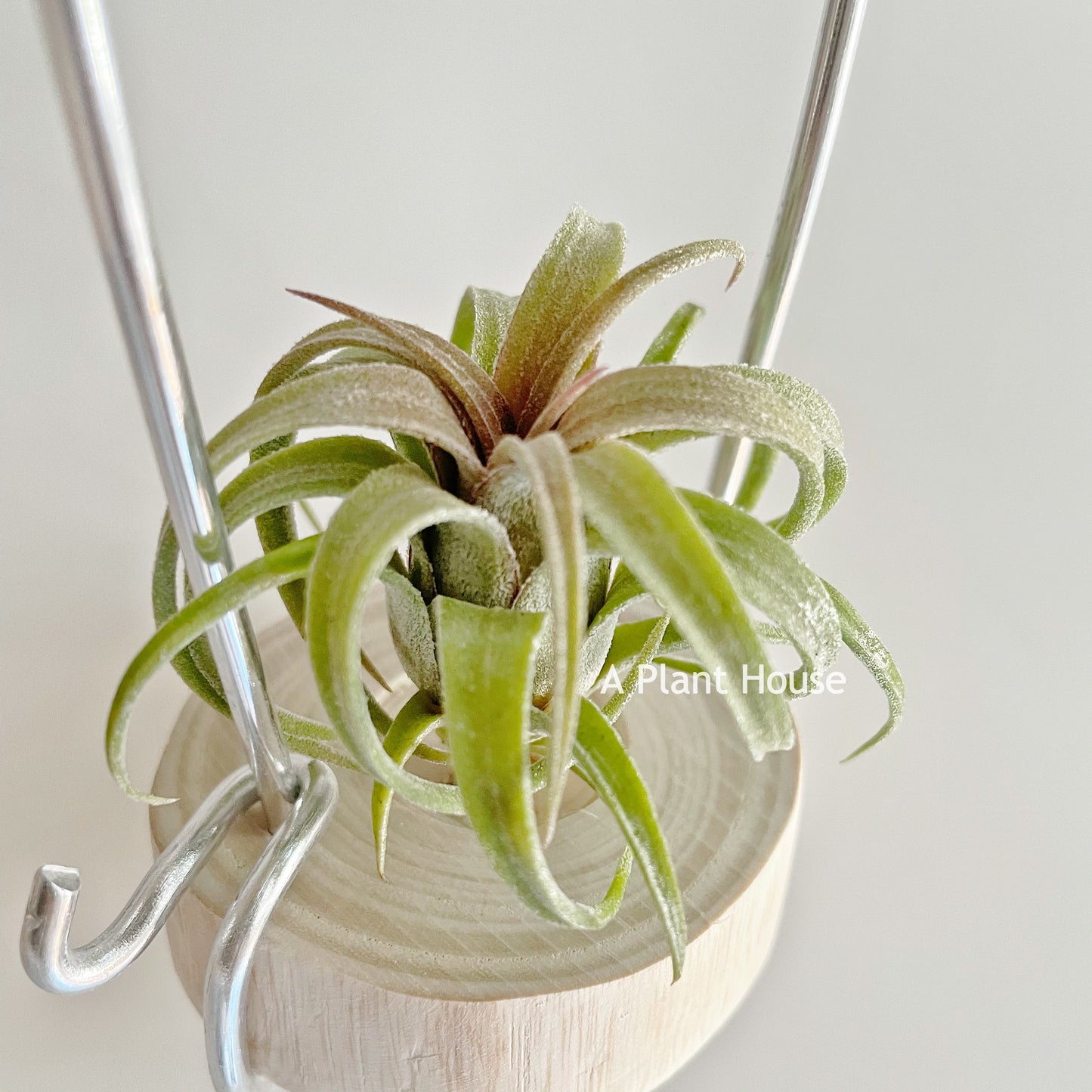Tillandsia Curly Slim x Ionantha Ron