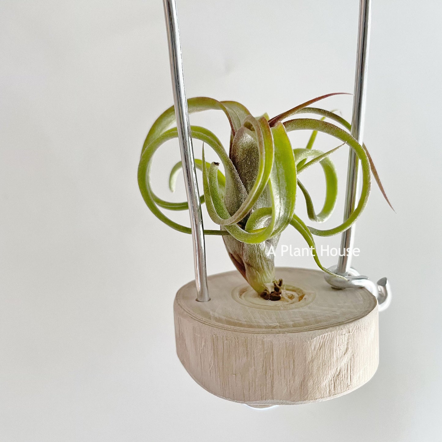 Tillandsia Bea Correale x Intermedia