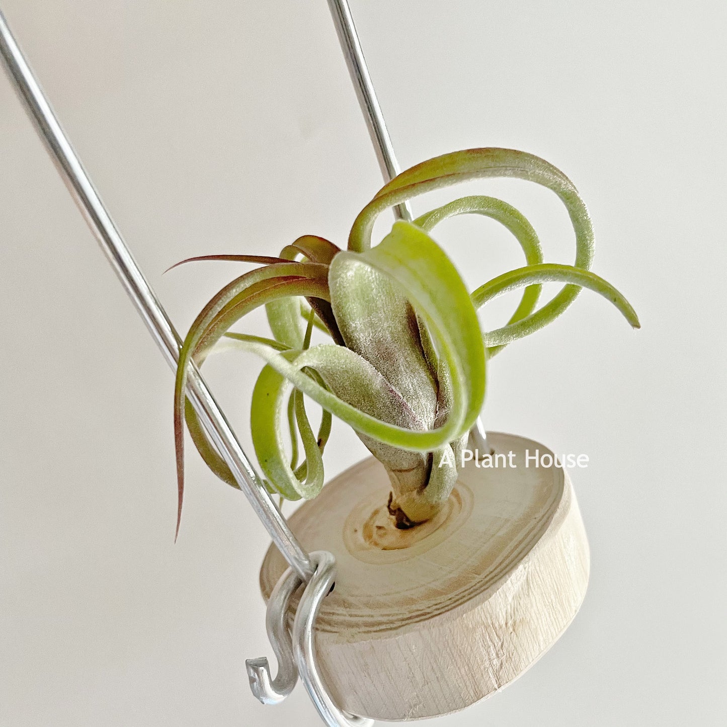 Tillandsia Bea Correale x Intermedia