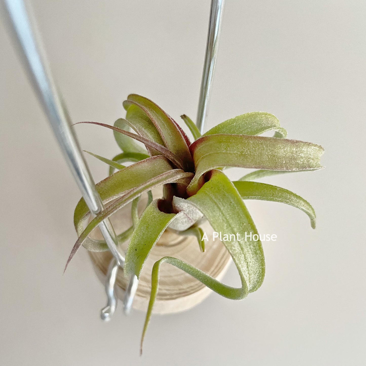 Tillandsia Bea Correale x Intermedia