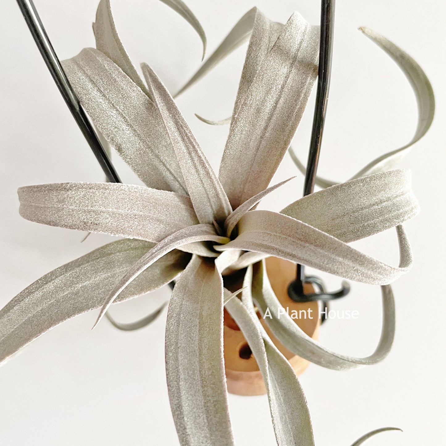 Tillandsia Chiapensis ‘Giant ‘