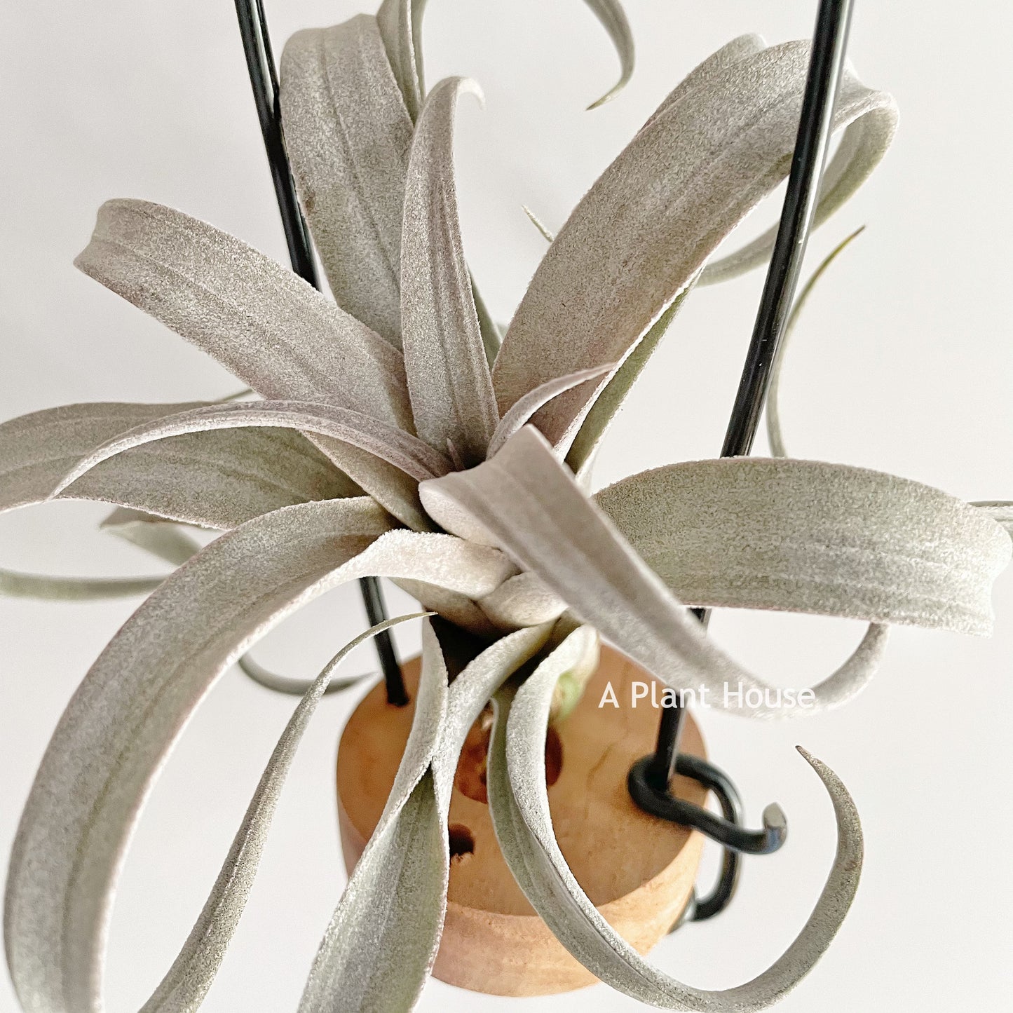 Tillandsia Chiapensis ‘Giant ‘