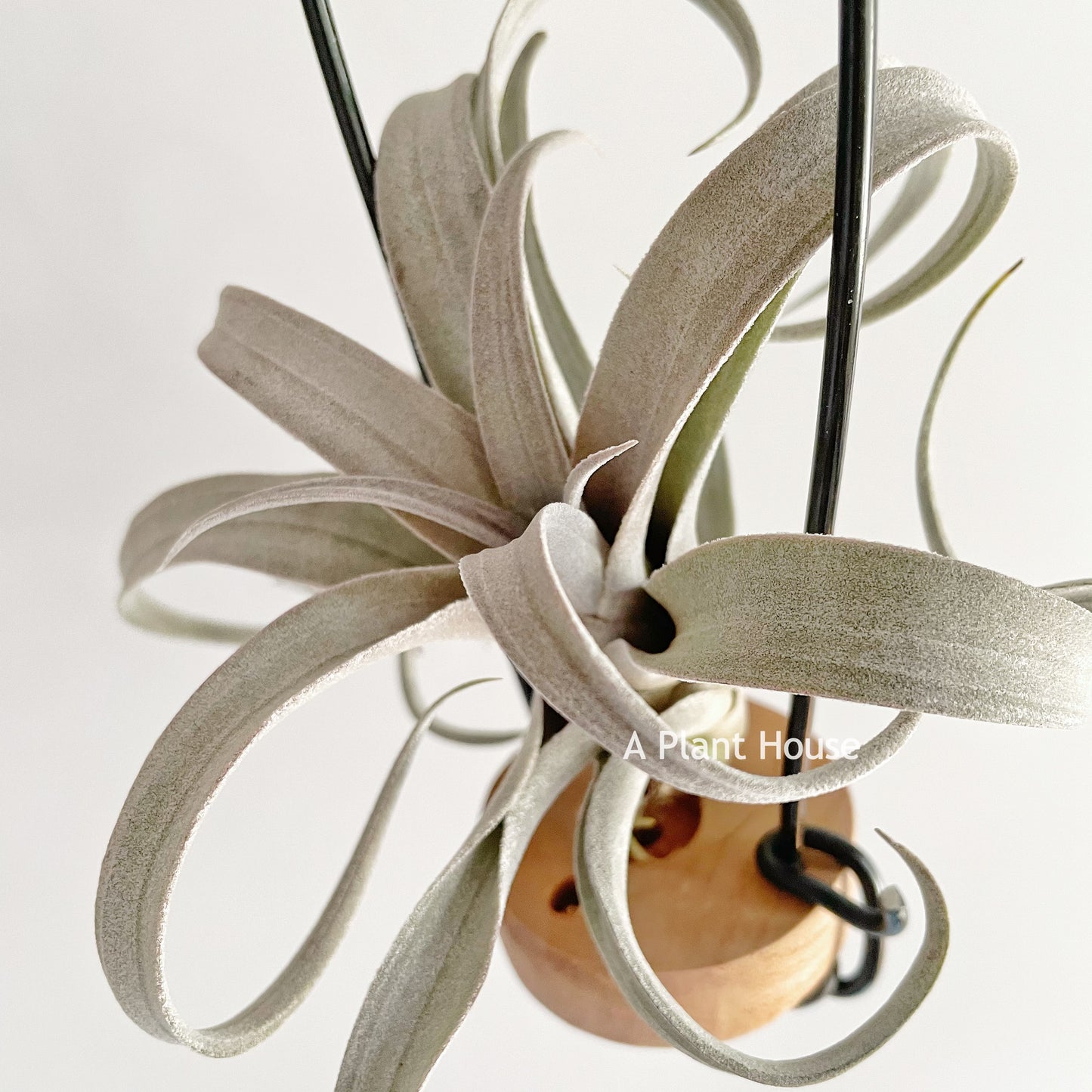 Tillandsia Chiapensis ‘Giant ‘