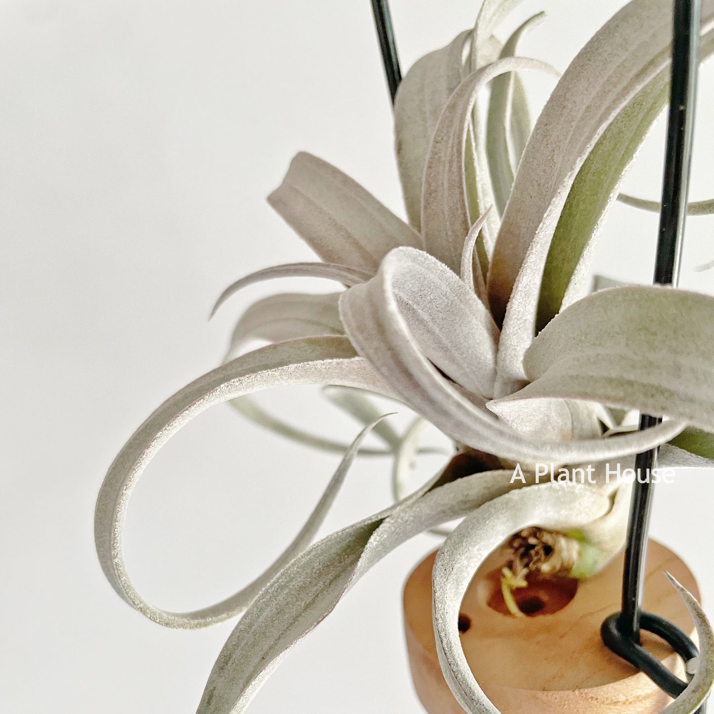Tillandsia Chiapensis ‘Giant ‘