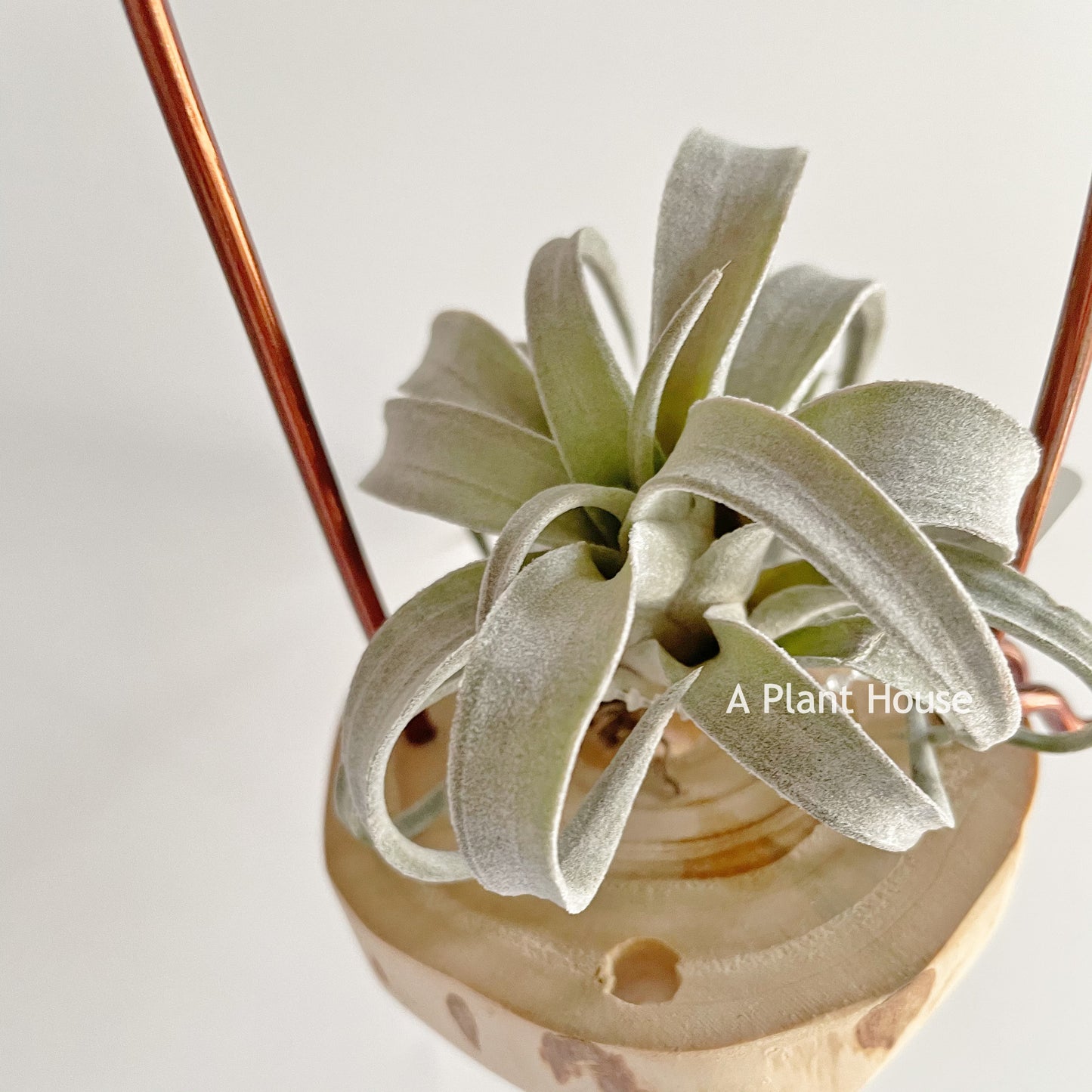 Tillandsia Chiapensis
