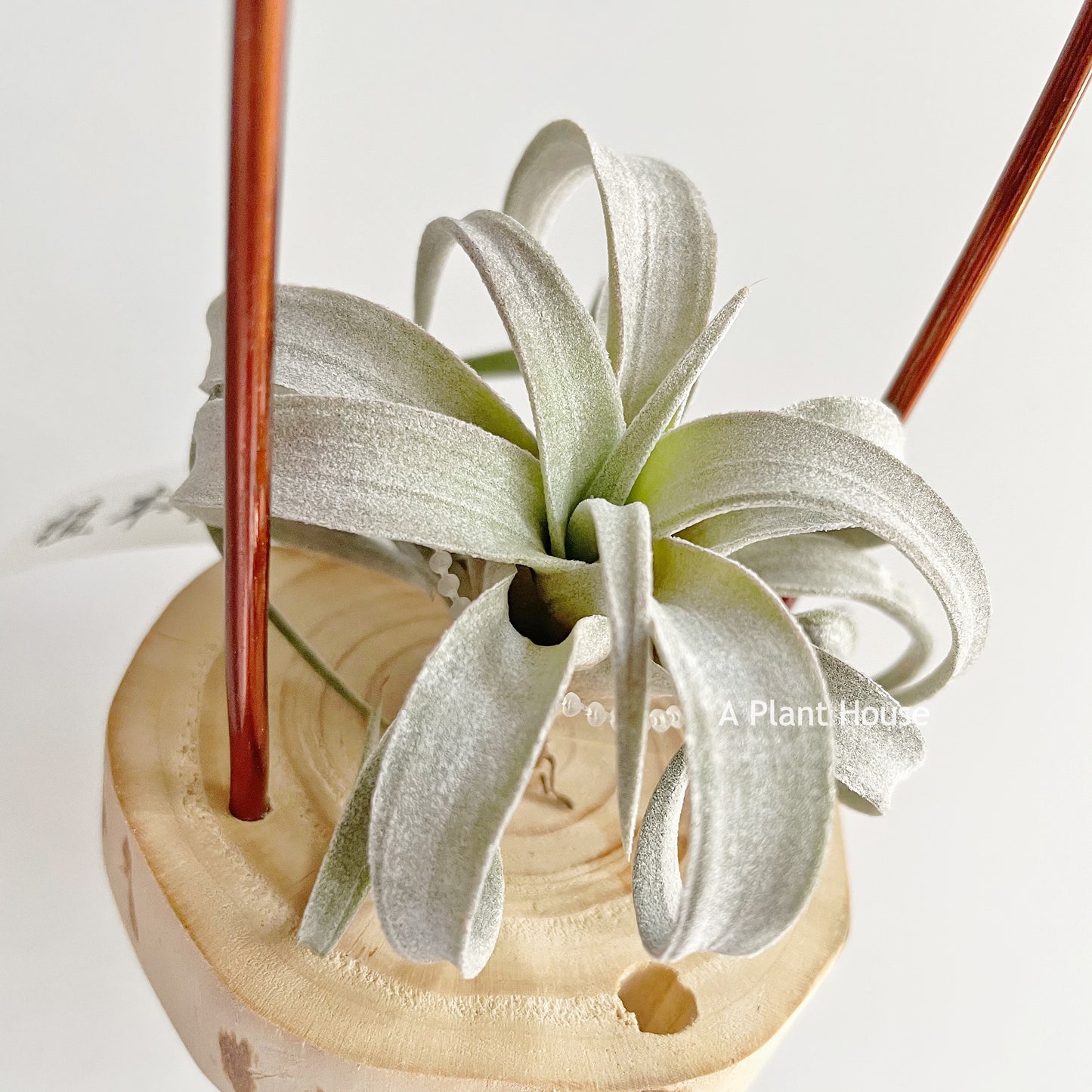 Tillandsia Chiapensis
