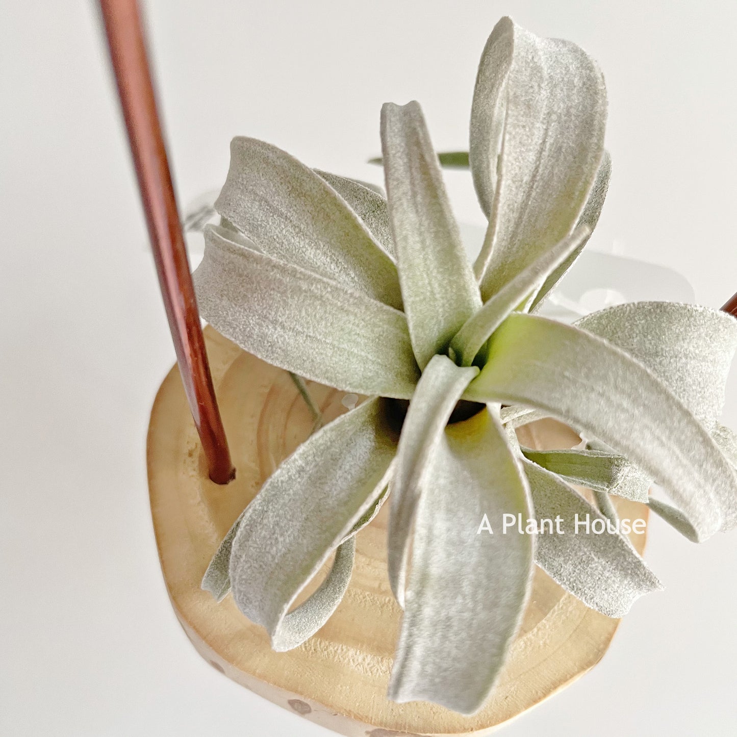 Tillandsia Chiapensis