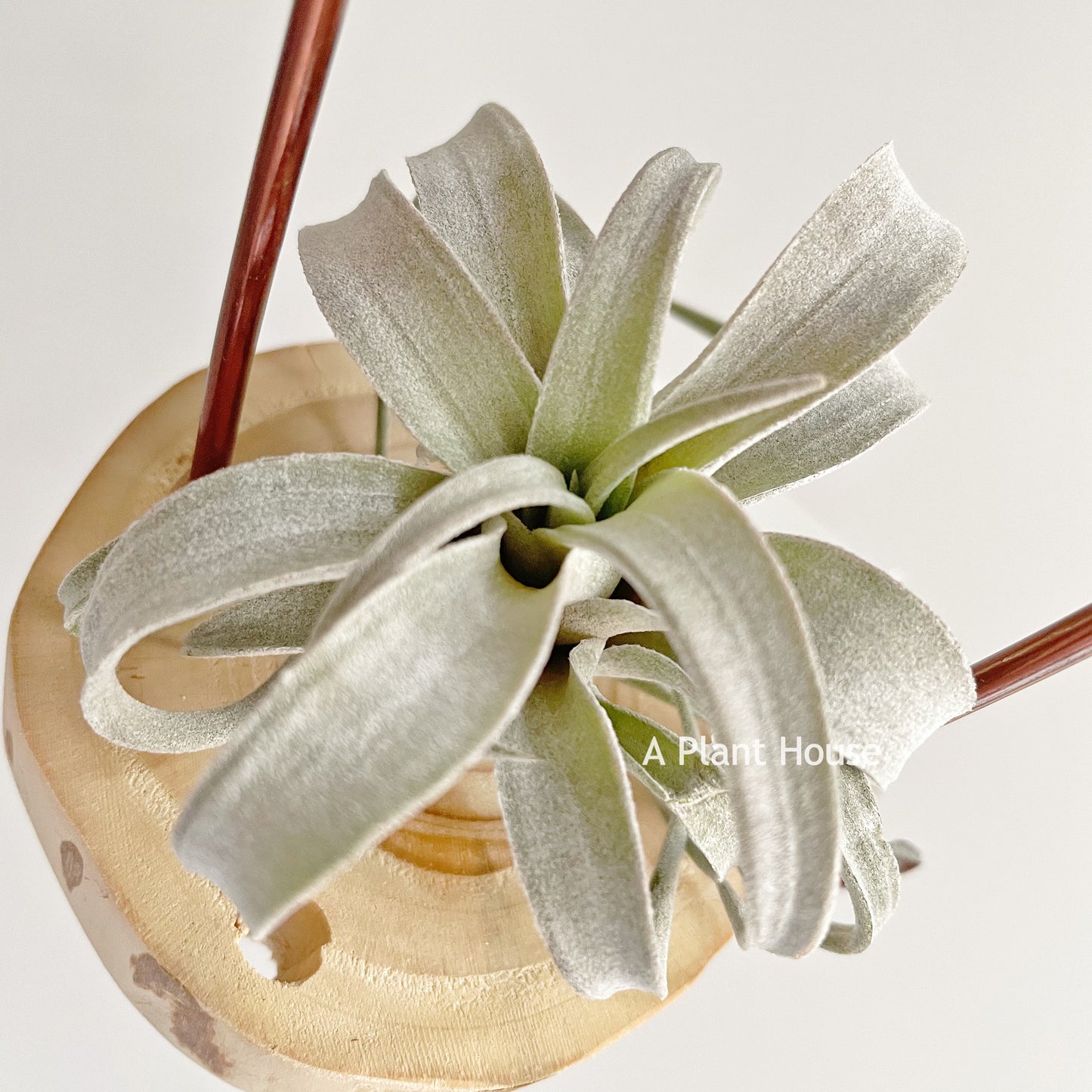 Tillandsia Chiapensis