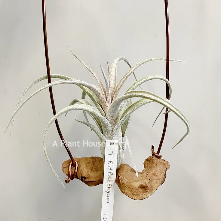 Tillandsia Bird Rock Elegance