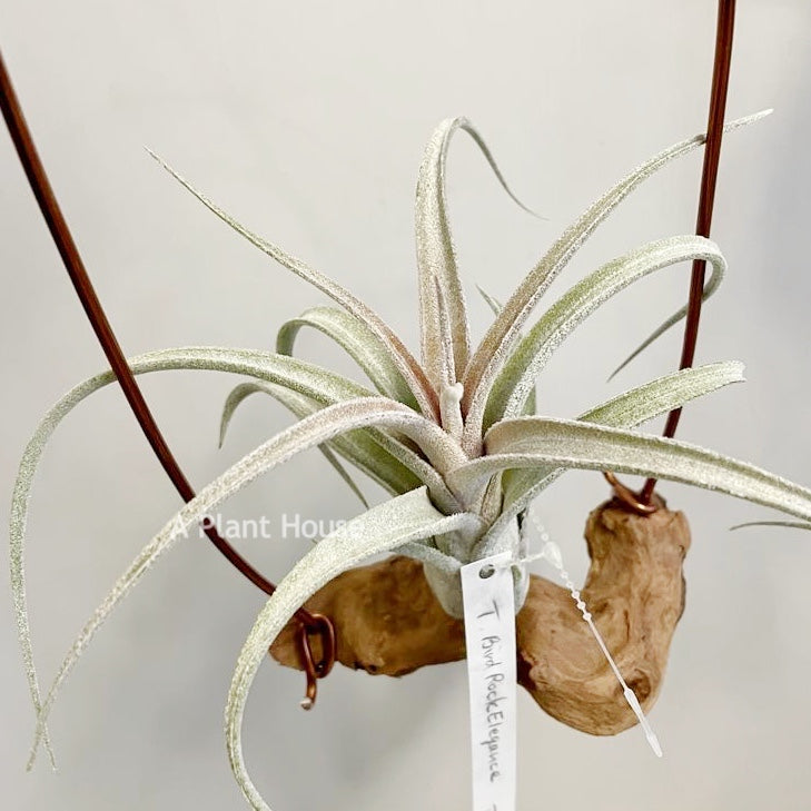 Tillandsia Bird Rock Elegance