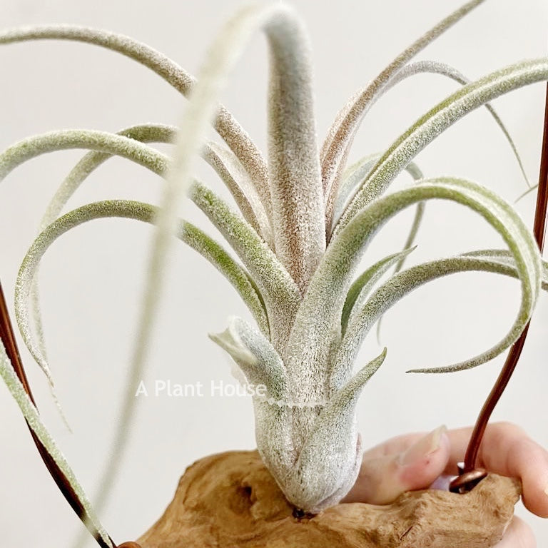 Tillandsia Bird Rock Elegance