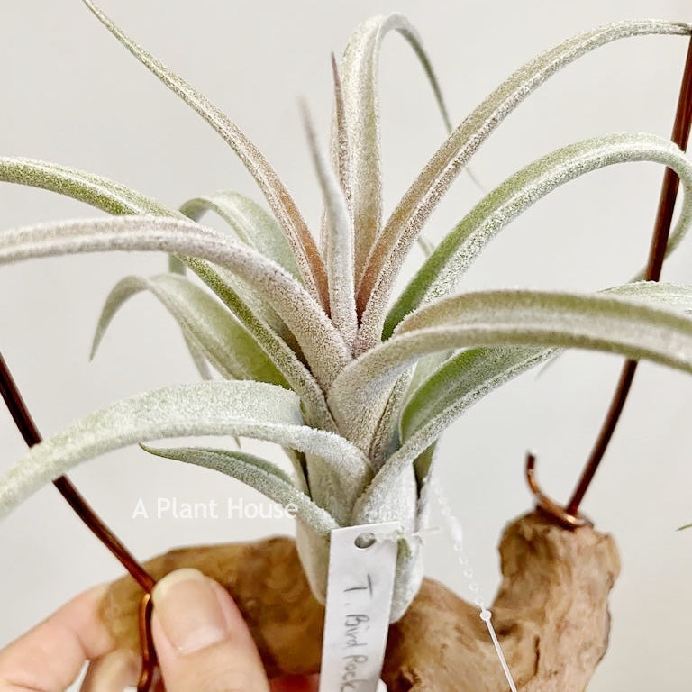 Tillandsia Bird Rock Elegance