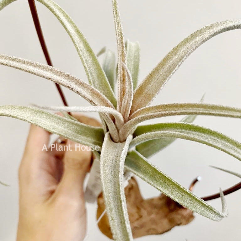 Tillandsia Bird Rock Elegance
